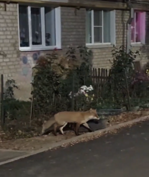 Жители Касимова повстречали в городе лису
